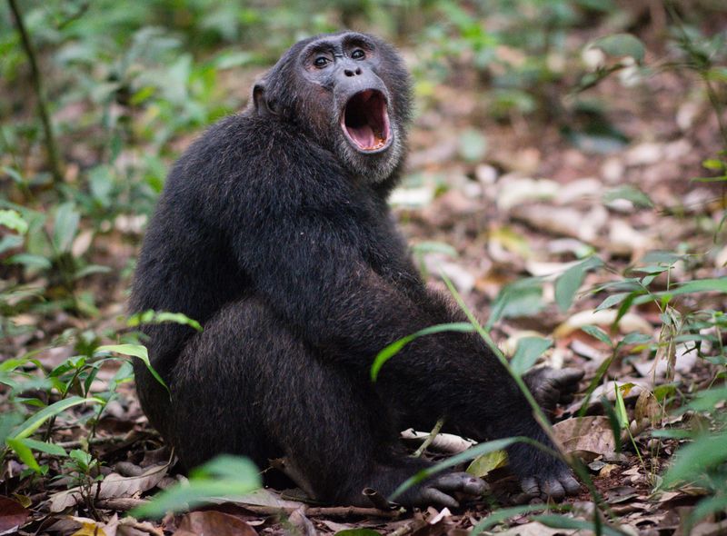 Groepsreis Oeganda chimpansee