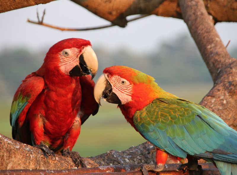 Groepsreis Brazilië papegaaien