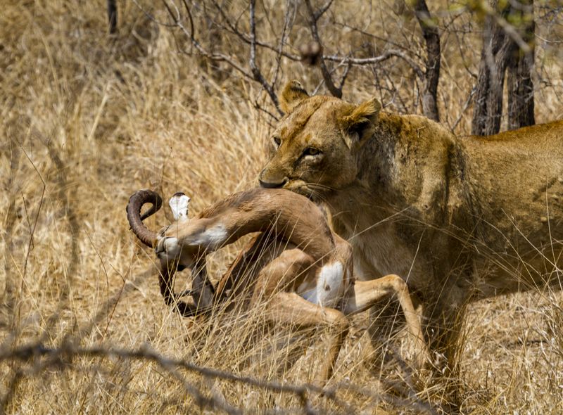 Groepsreis Zuid-Afrika en Lesotho leeuwin op jacht