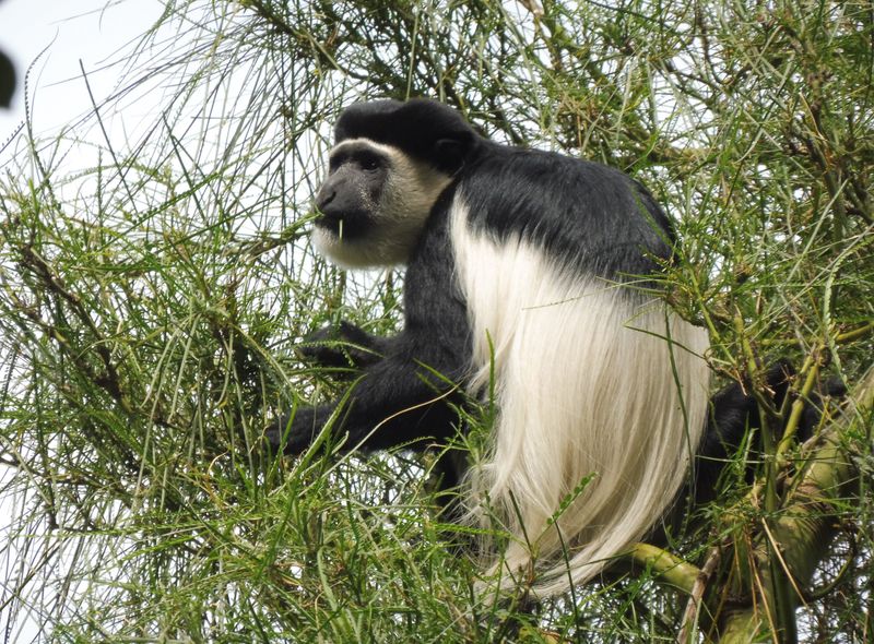Groepsreis Ethiopië aap wildlife