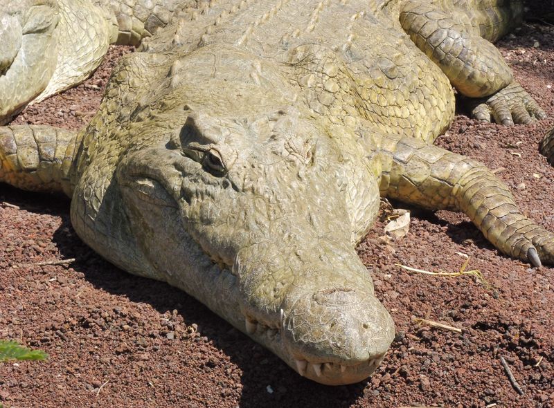 Groepsreis Ethiopië Lake Chamo krokodil