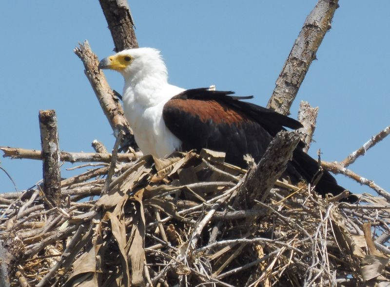 Groepsreis Ethiopië Lake Chamo visarend
