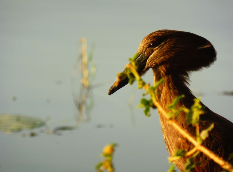 Groepsreis Ethiopië Hawassa hamerkop vogel