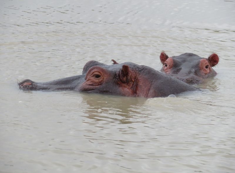 Groepsreis jongerenreis Tanzania safari nijlpaarden