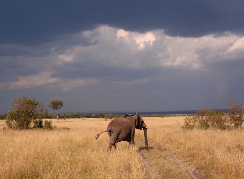 Groepsreis Kenia olifant in Masai Mara NP