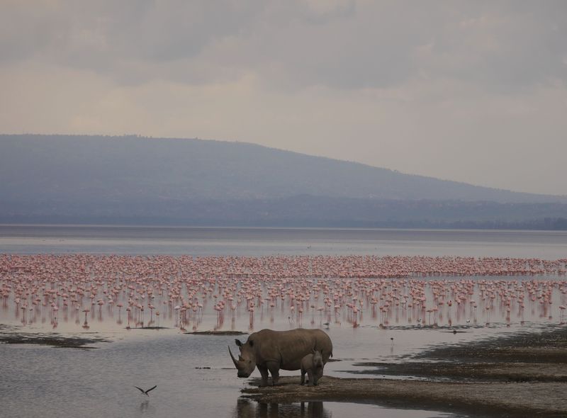 Groepsreis Kenia en Tanzania Lake Nakuru neushoorn moeder en jong met flamingo&#039;s