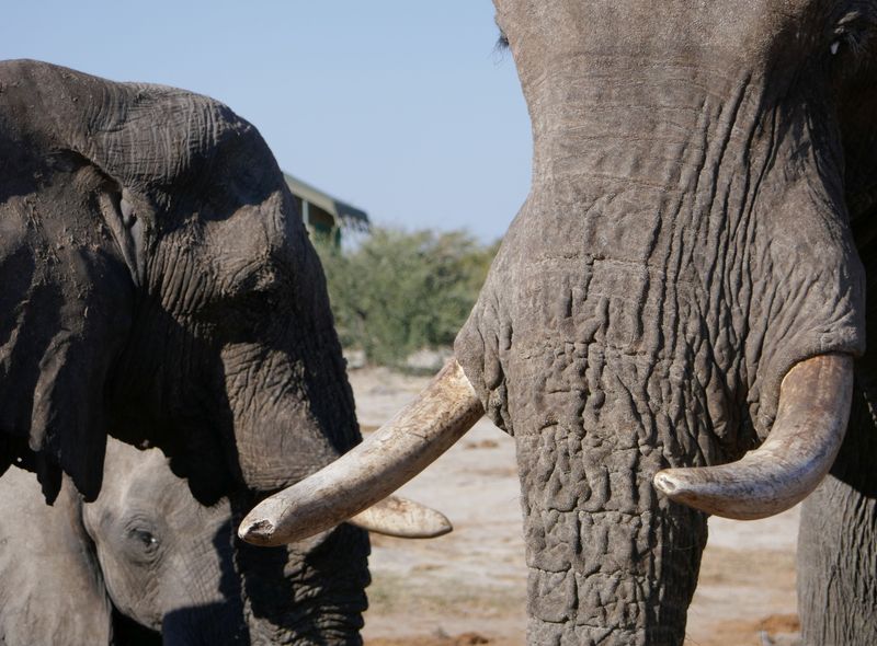 Groepsreis Botswana olifanten