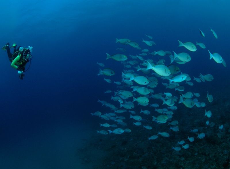 Groepsreis Comfort Mozambique duiken bij een school vissen Sunway Safaris