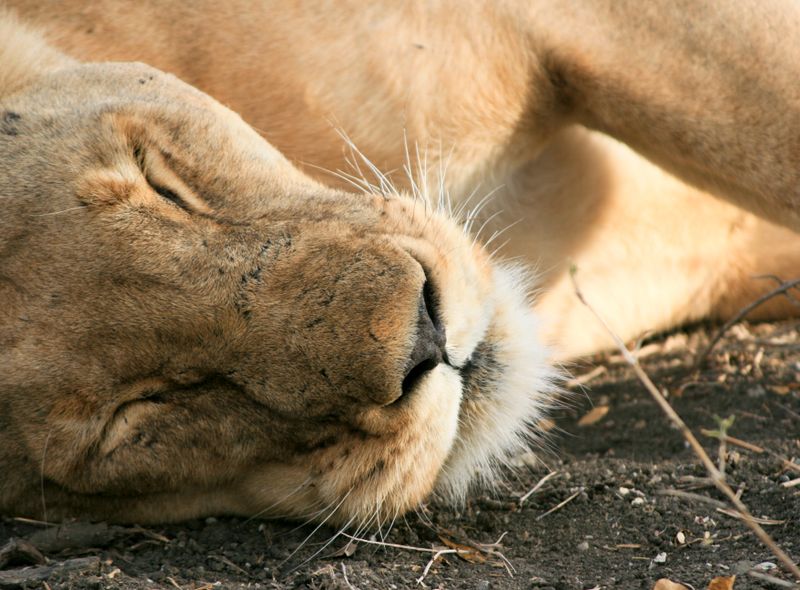 Groepsreis jongerenreis Tanzania leeuw op safari