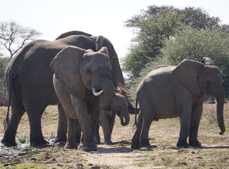 Groepsreis Zuid-Afrika kudde olifanten tijdens een safari