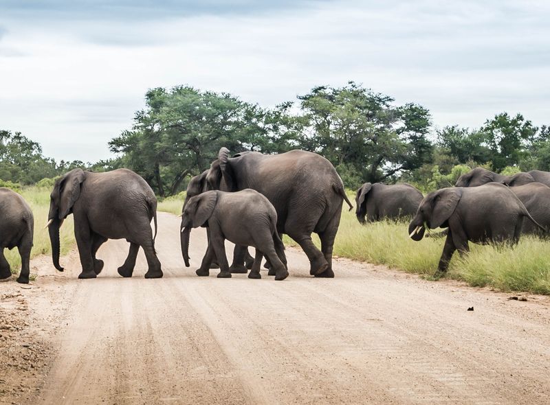 Groepsreis Zuid-Afrika en Lesotho stoet van olifanten Kruger NP