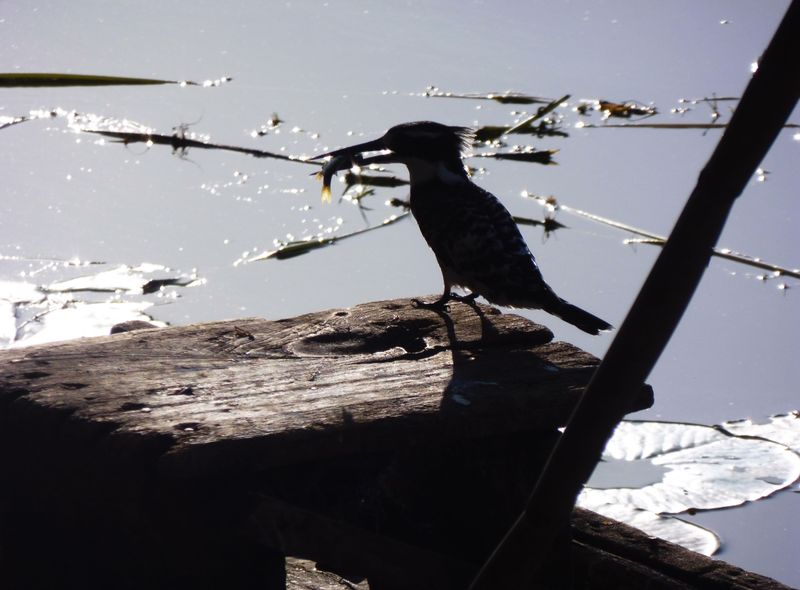 Groepsreis Ethiopië ijsvogel Hawassa