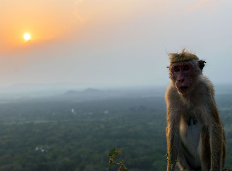 Groepsreis Sri Lanka aapje