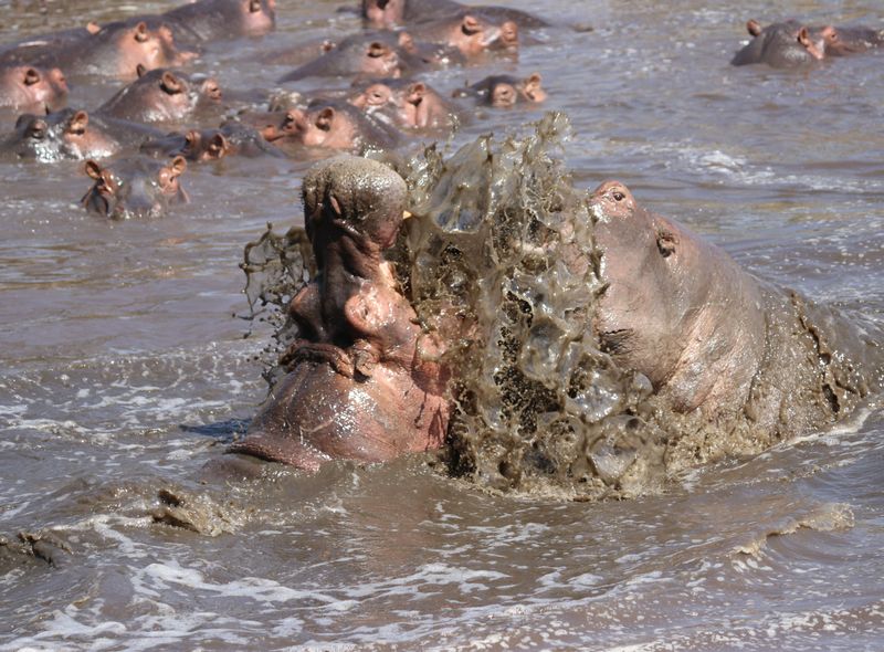 Groepsreis Kenia en Tanzania vechtende nijlpaarden in een hippo pool