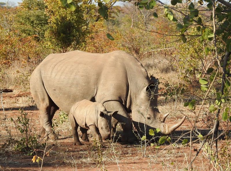 Groepsreis Botswana neushoorns