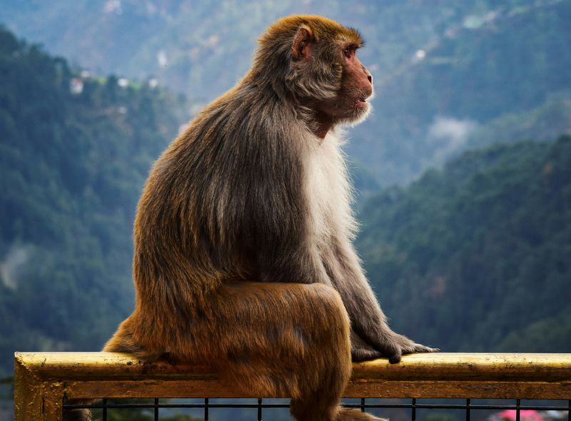 Groepsreis India aap