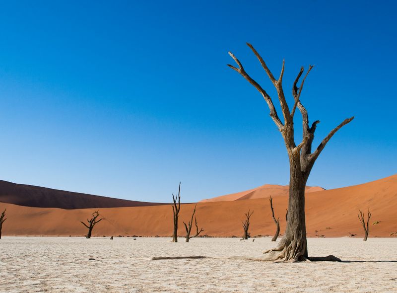 Groepsreis Comfort versteende bomen van Deadvlei in Namib Naukluft Namibië