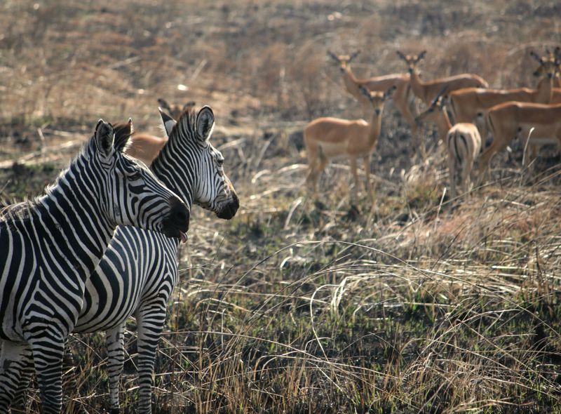 Groepsreis jongerenreis Tanzania safari in Mikumi National Park