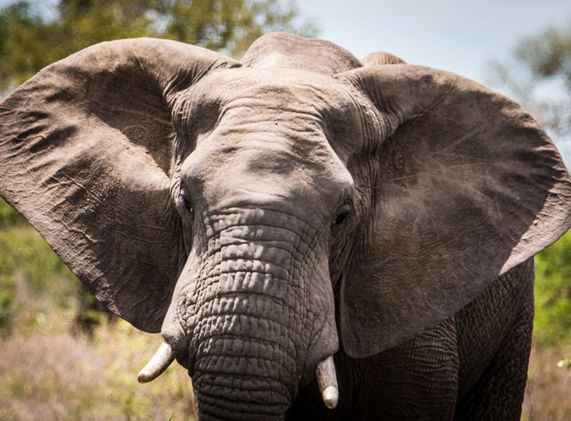Groepsreis Zuid-Afrika en Lesotho olifant in Kruger National Park
