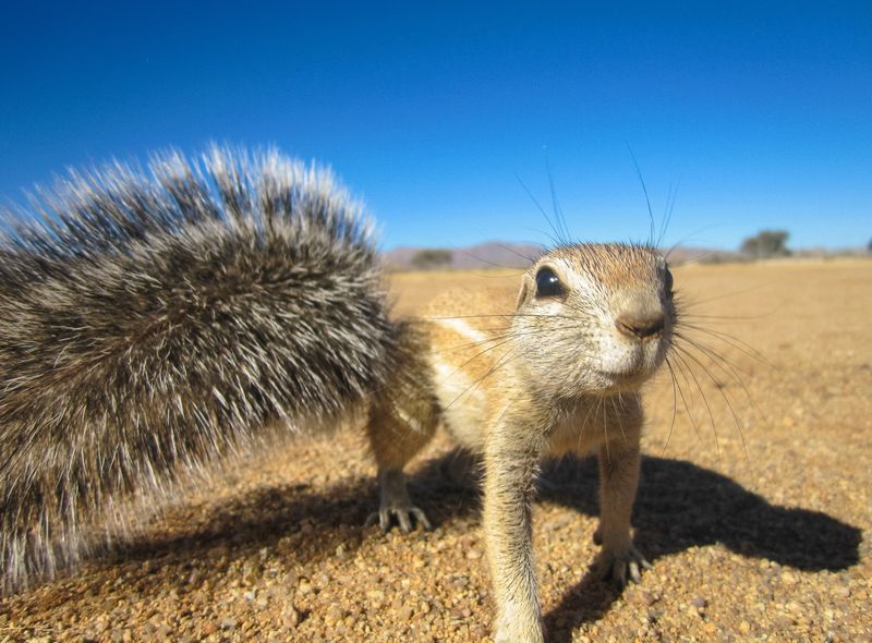 Groepsreis Comfort fauna van Solitaire onderweg Sunway Safaris