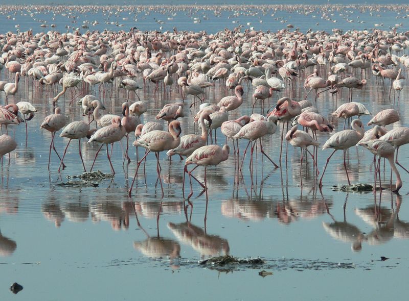 Groepsreis Kenia en Tanzania flamingo&#039;s in Lake Nakuru national park
