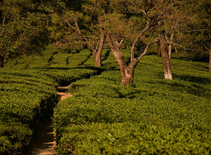 Groepsreis India theeplantages Dharamsala