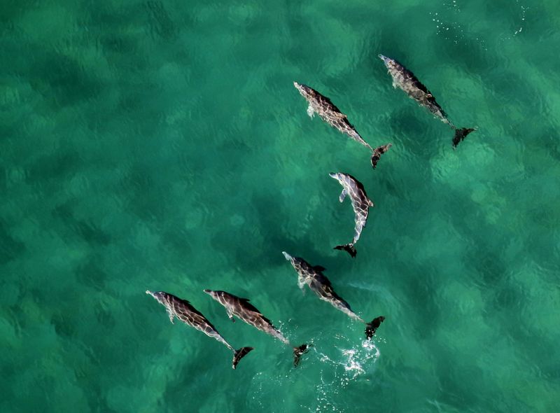 Groepsreis Comfort Mozambique Ponta do Ouro dolfijnen 