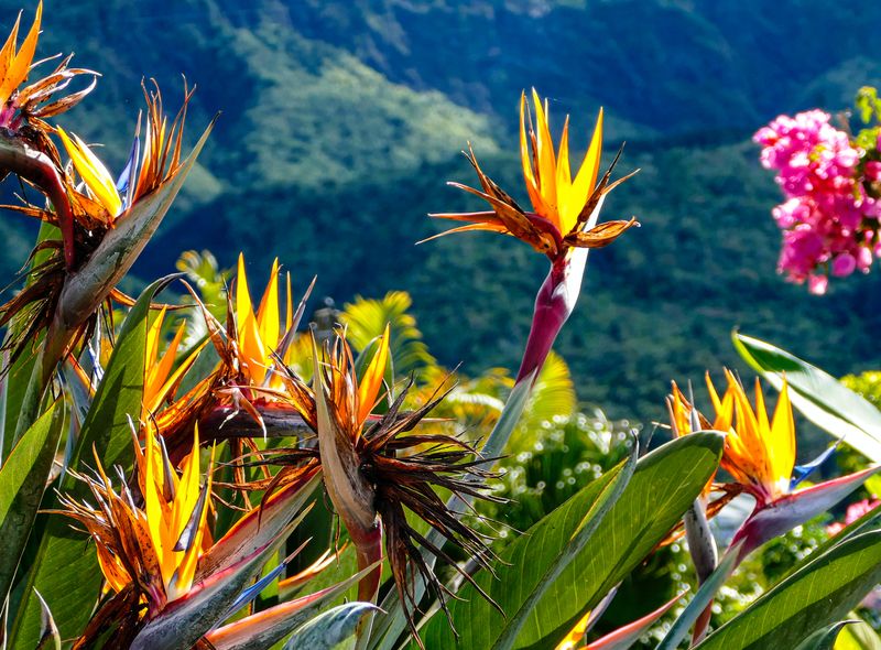 Groepsreis Réunion bloemen paradijs