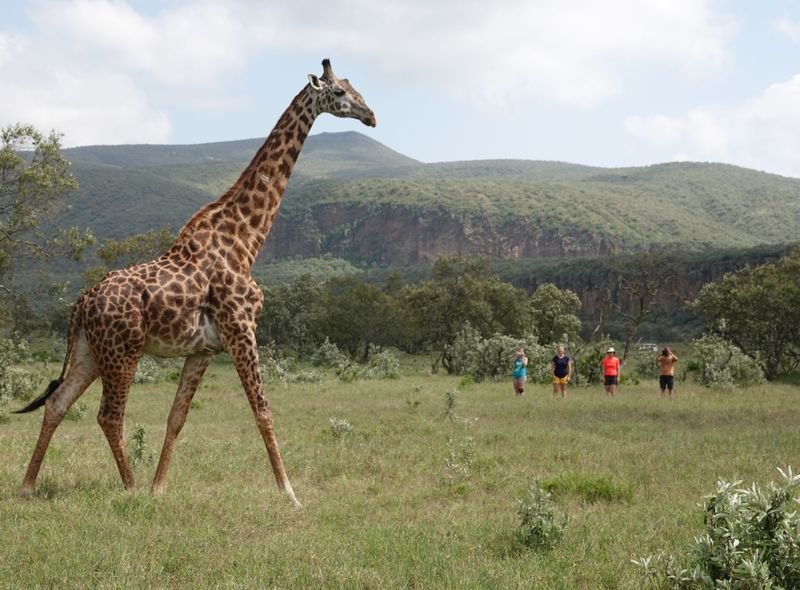 Groepsreis Kenia Oeganda en Tanzania jongerenreis wandelsafari giraf