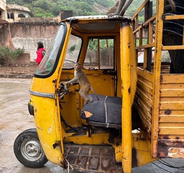 Groepsreis India rickshaw aapjes