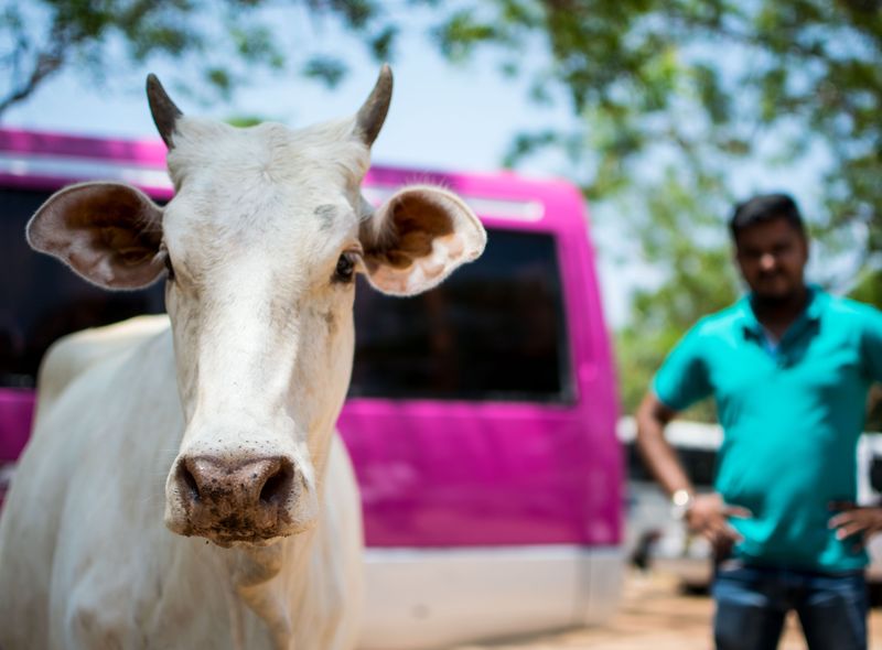 Groepsreis Sri Lanka vervoer en een koe