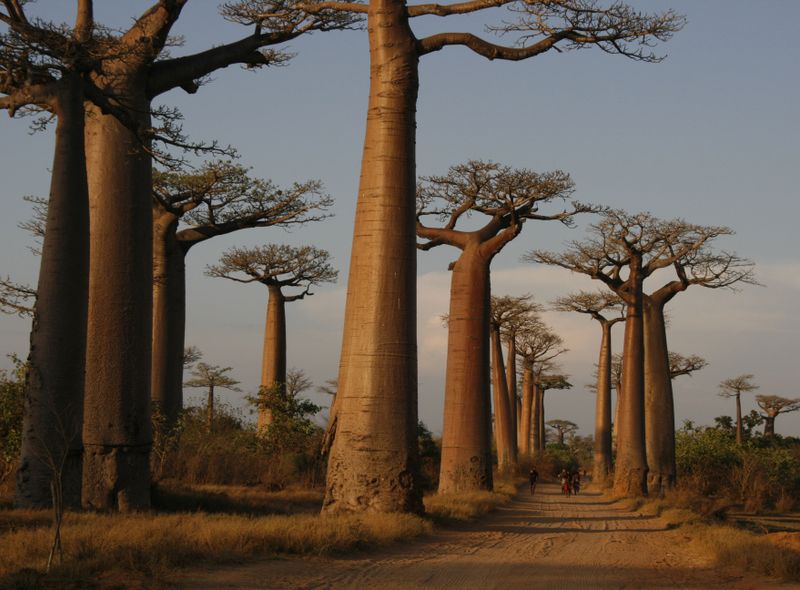 Groepsreis Madagascar Avenue des baobab