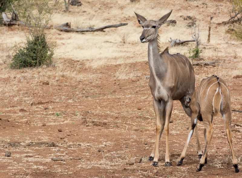 Groepsreis Botswana antilopes tijdens safari