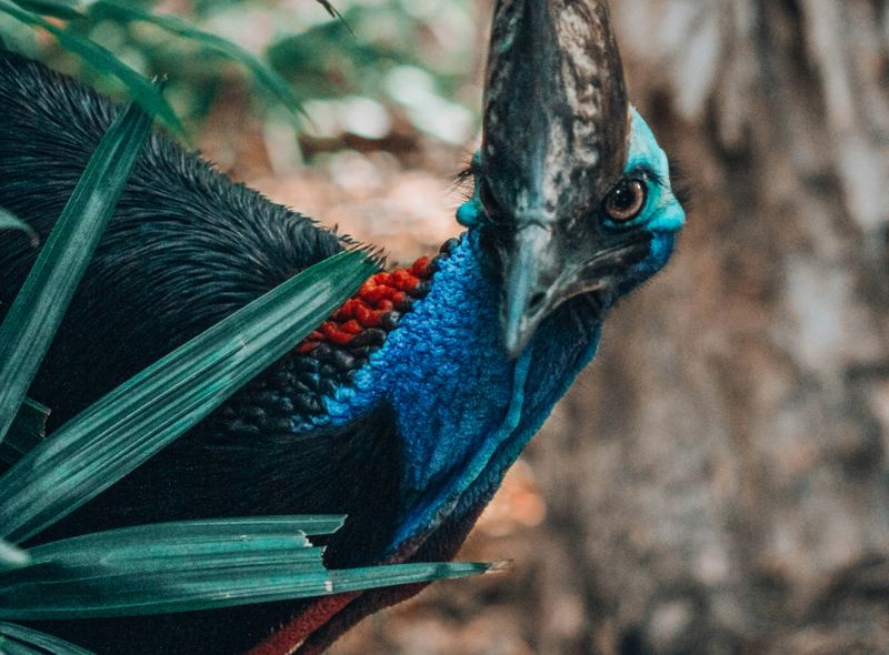 Australië groepsreis Cassowary Coast