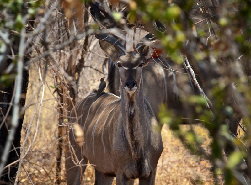 Groepsreis jongerenreis Tanzania kudu in Ruaha National Park