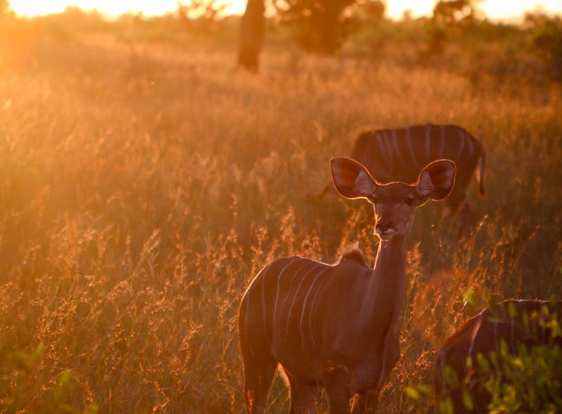 Groepsreis Zuid-Afrika en Lesotho bokken op zonsopgang