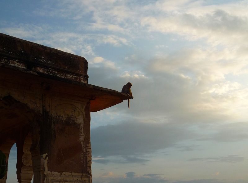 Groepsreis India noorden zonnetempel en aapjes in Jaipur