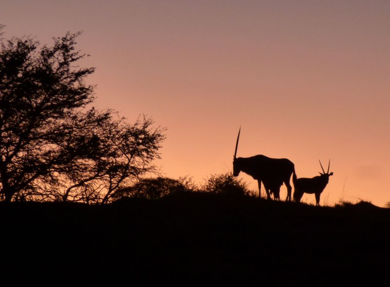 Groepsreis Comfort oryx bij zonsondergang Namib Naukluft Namibië