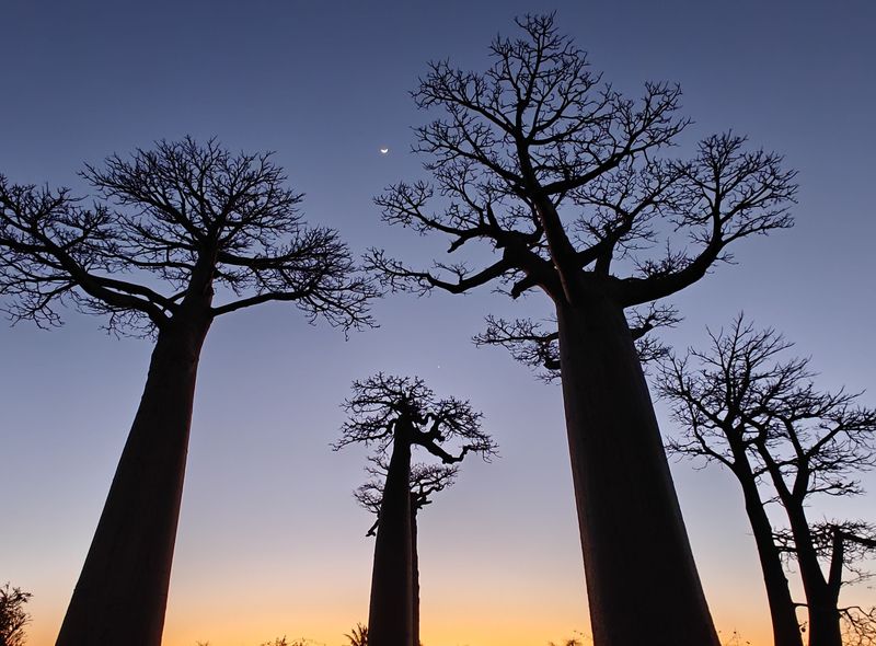 Groepsreis Madagascar zonsondergang bij allée des Baobabs