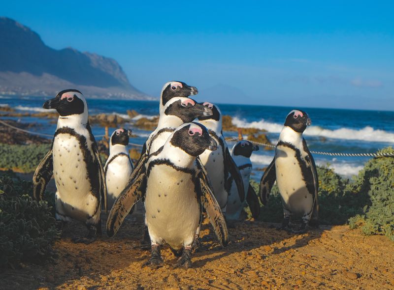 Groepsreis Namibië &amp; Zuid-Afrika pinguïns Boulders Beach