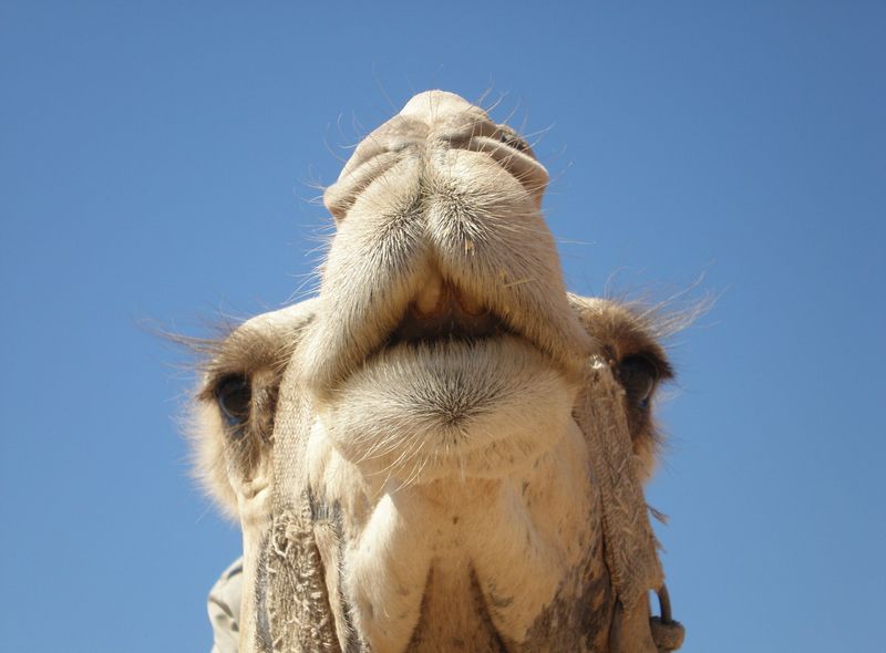 Egypte groepsreis kameel