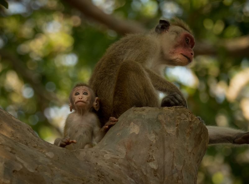Groepsreis Sri Lanka natuurreis aapjes
