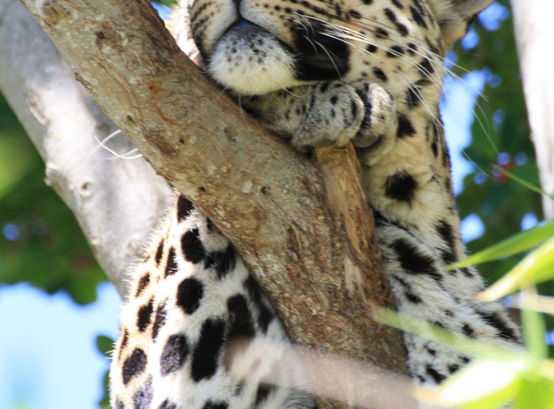 Groepsreis Zuid-Afrika en Lesotho luipaard