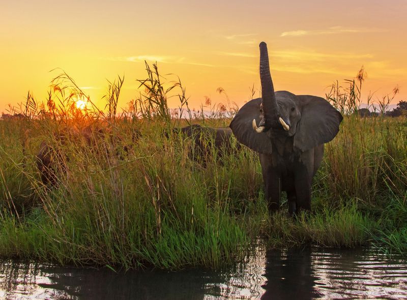 Groepsreis - Zambia en Botswana - olifant bij zonsondergang aan de Zambezi
