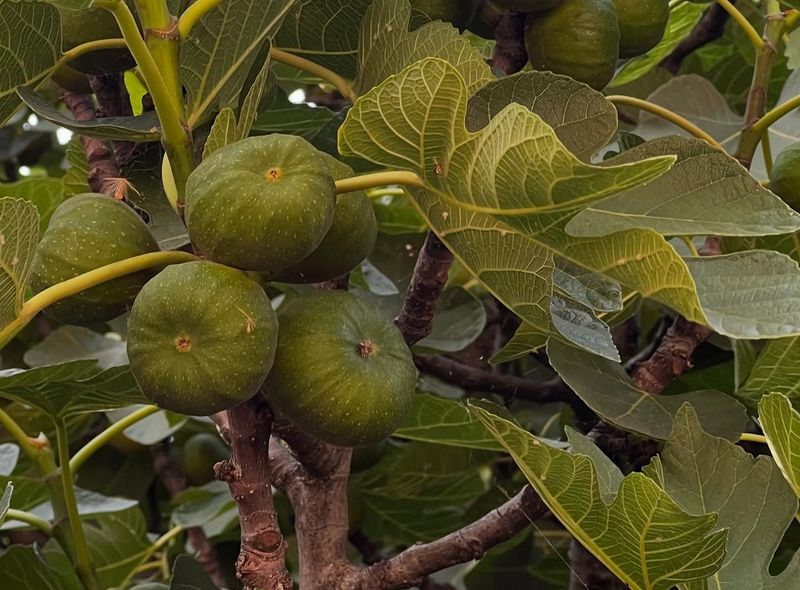 Groepsreis Albanië Griekenland, Macedonië