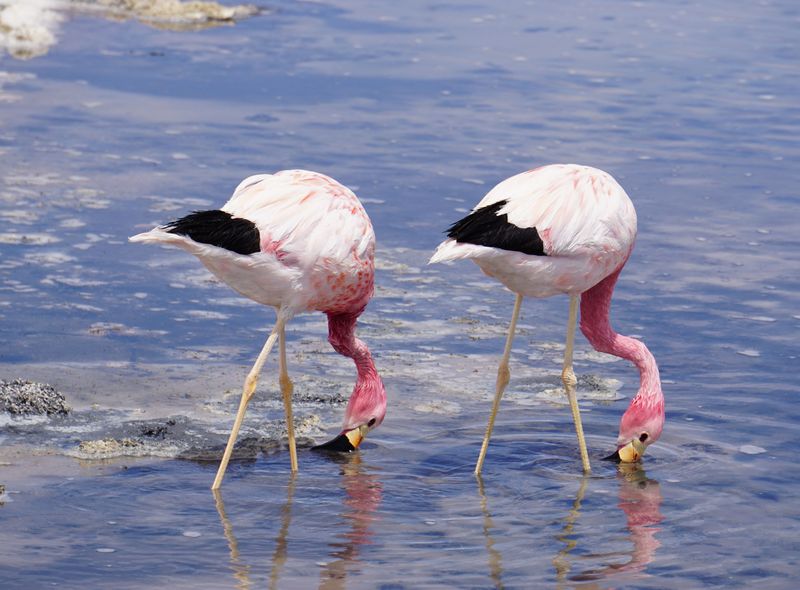 Groepsreis Argentinie en Chili