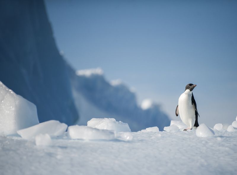 Groepsreis Antarctica