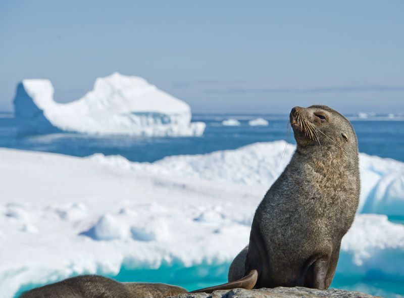 Poolexpeditie Antarctica - Drake Passage - Beagle Channel - Zuidelijke Shetlandeilanden - migratie walvissen