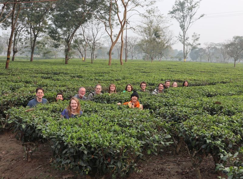 Groepsreis India en Bhutan theeplantages in Darjeeling