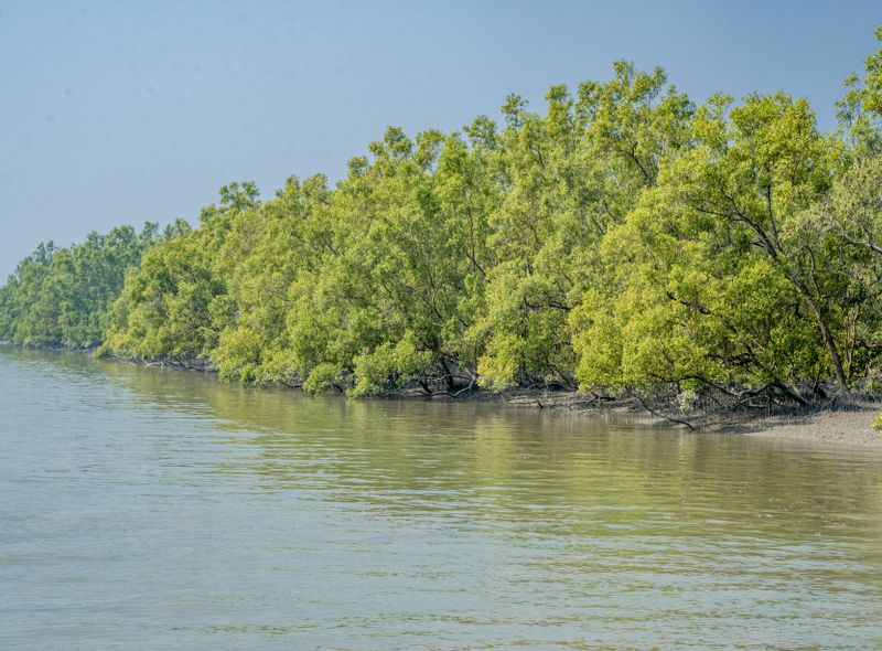 Groepsreis India en Bhutan mangrove bos